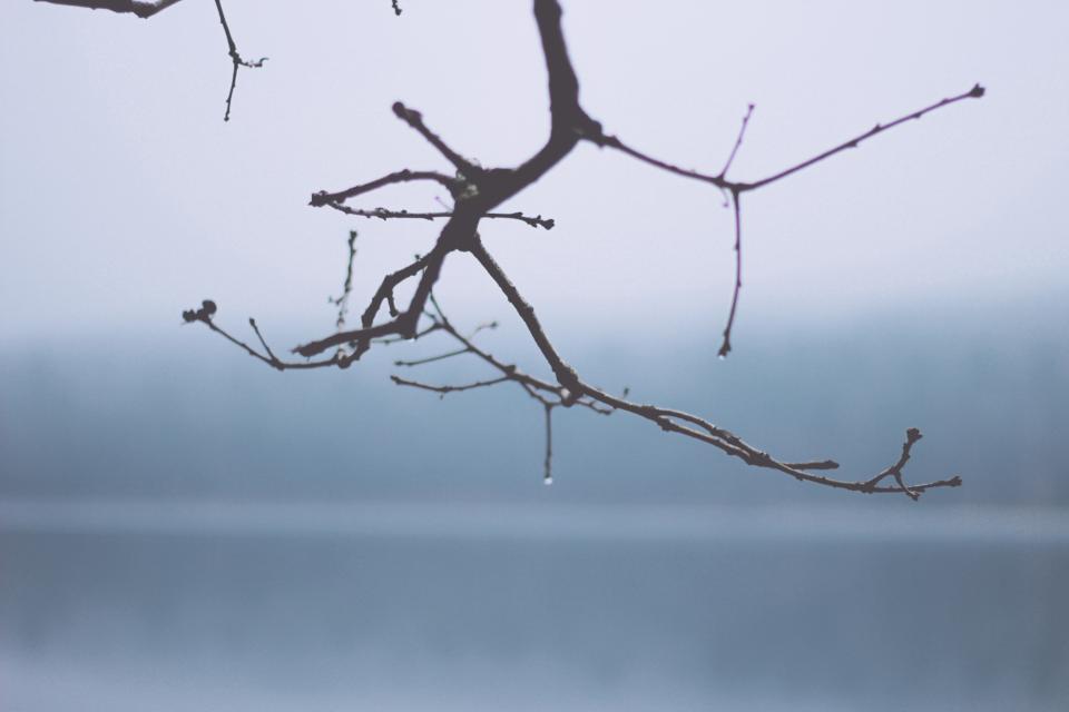 Tree Branch