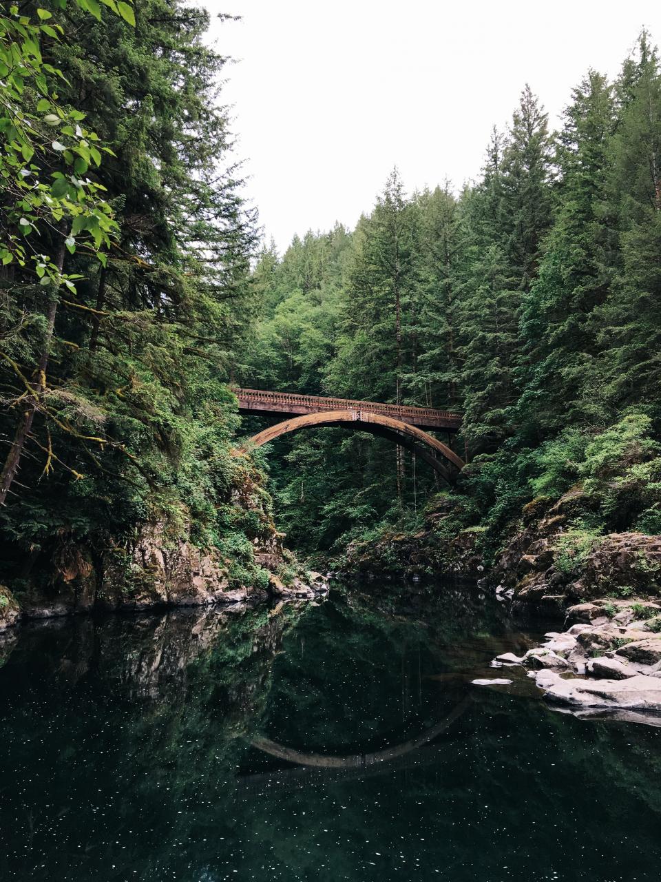 Forest Nature