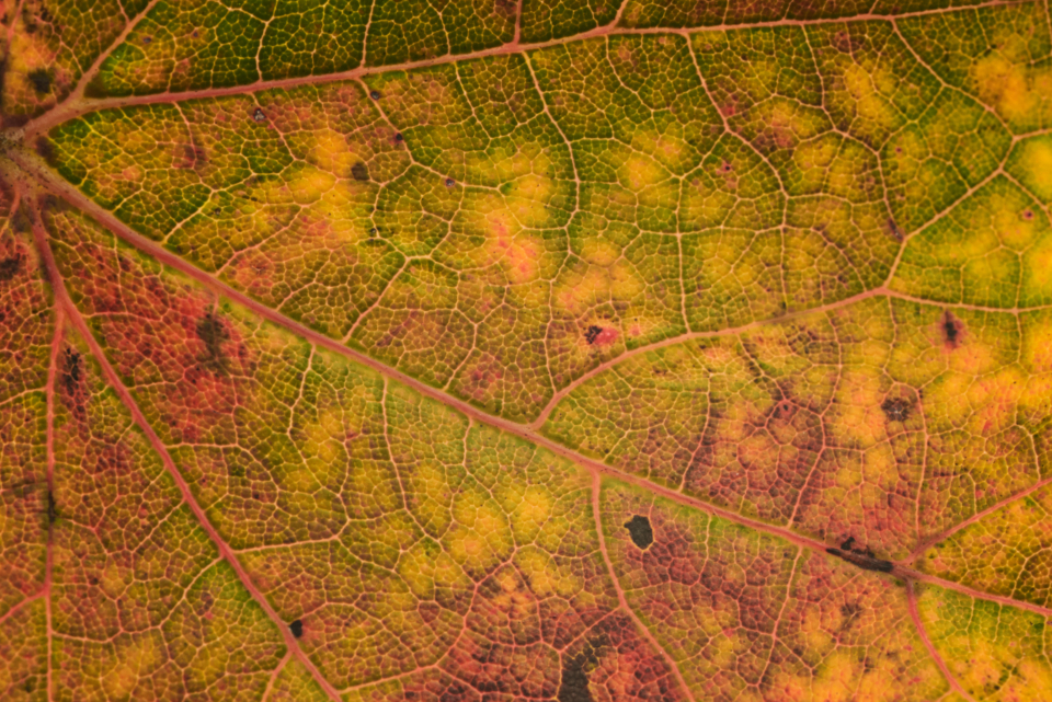 Fall Leaf