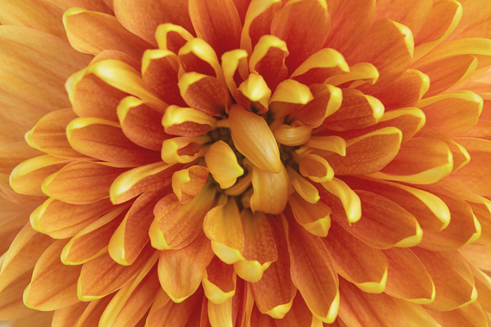 Flower Blossom