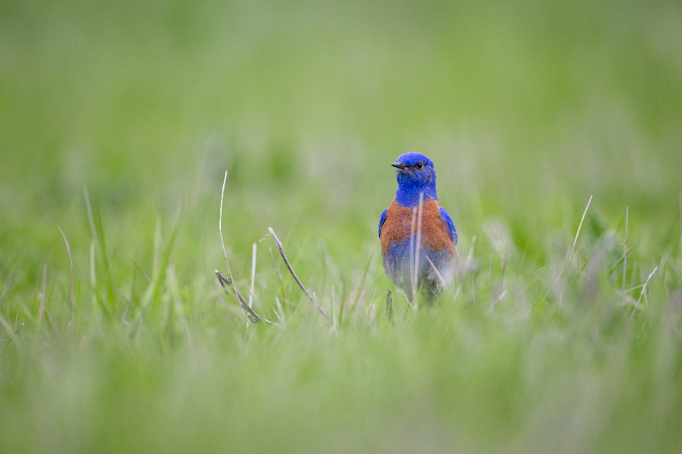 Bird Bluebird