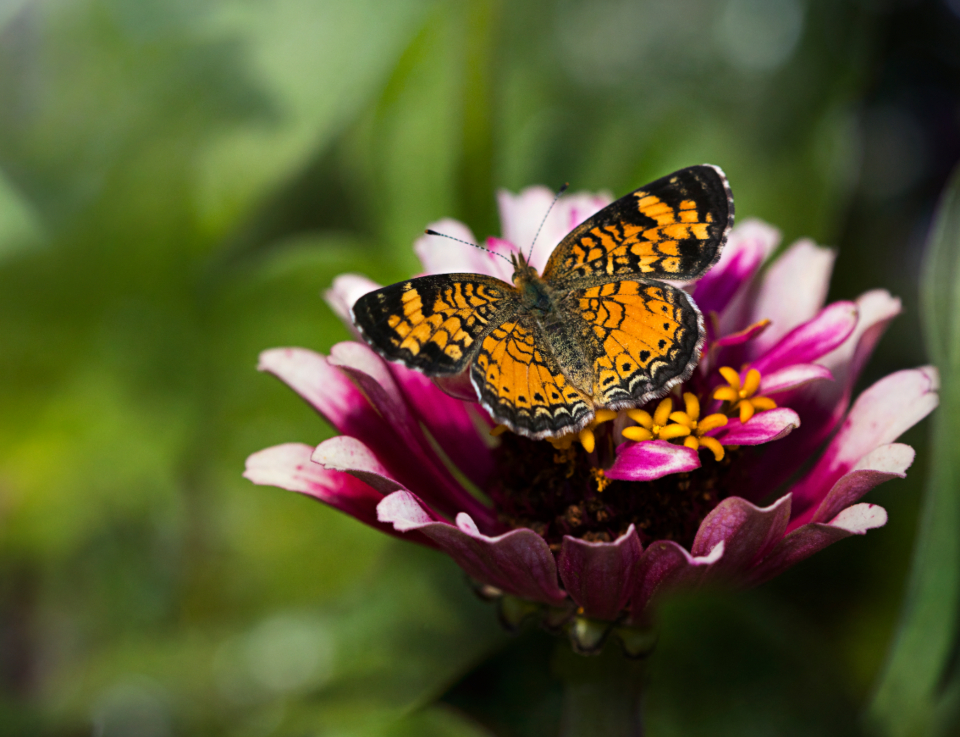 Butterfly Insect