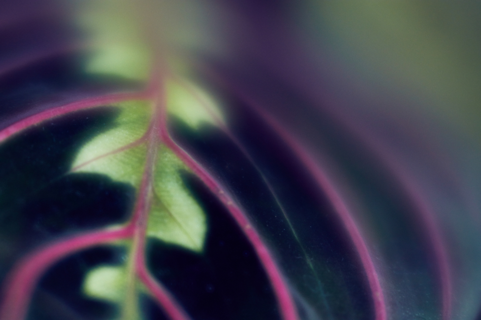 Leaf Abstract