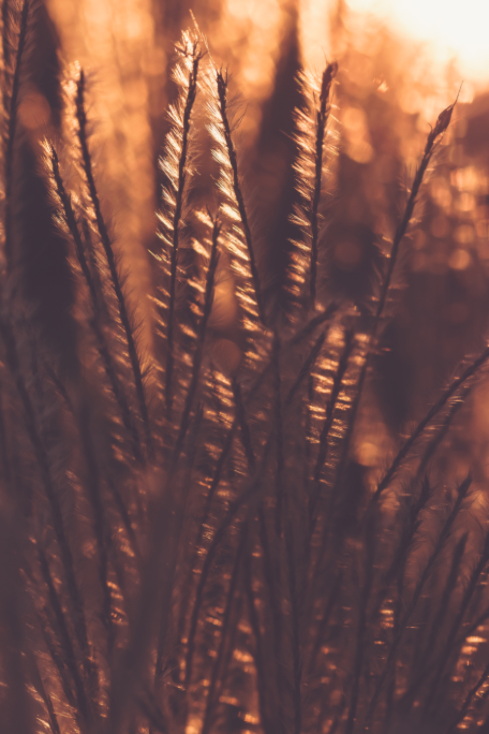 Wheat Background