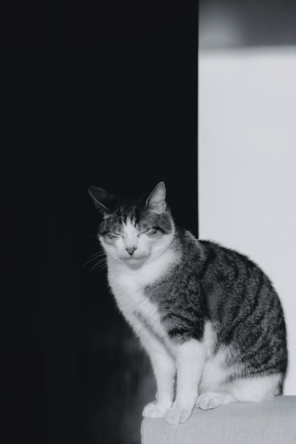 House Cat