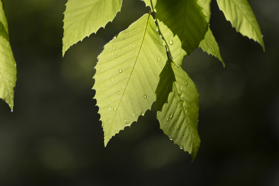 Green Leaves