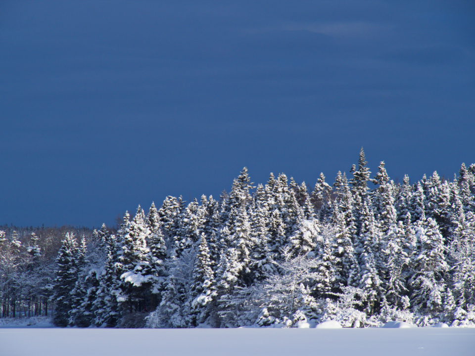 Nature Snow