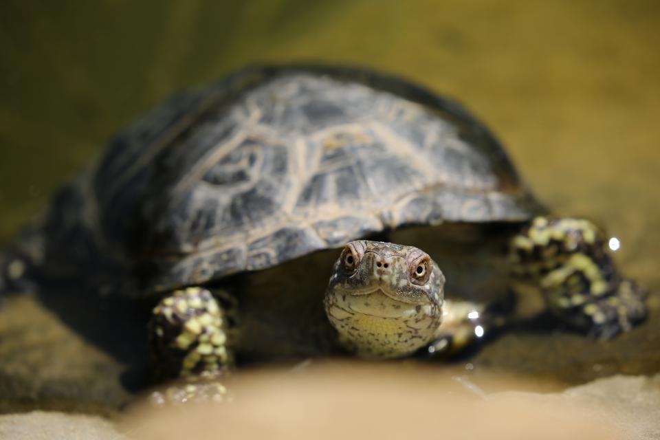 Turtle Animal
