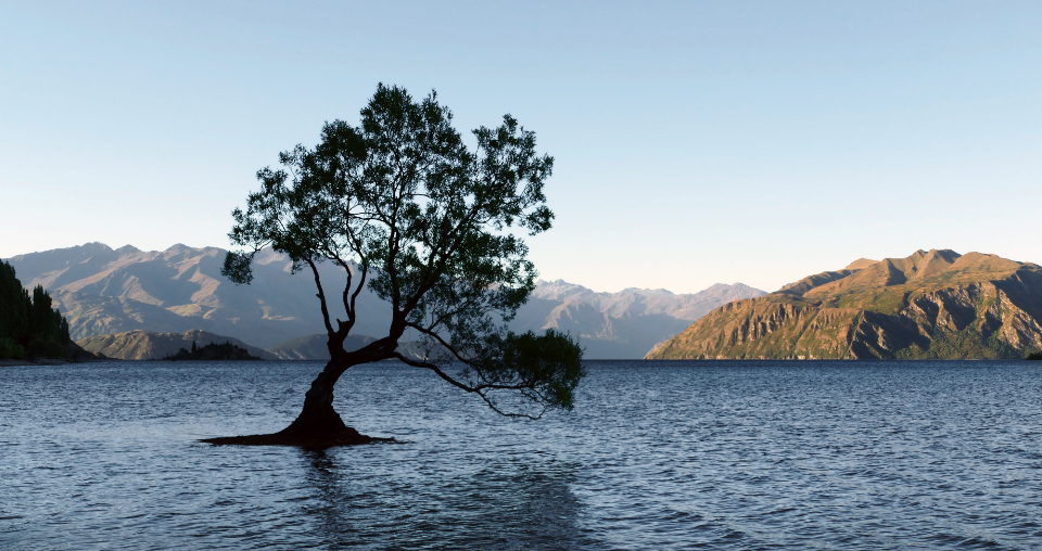 Lone Tree