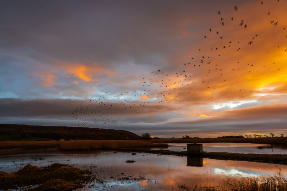 Birds Flying