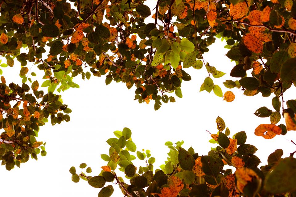 Tree Leaf