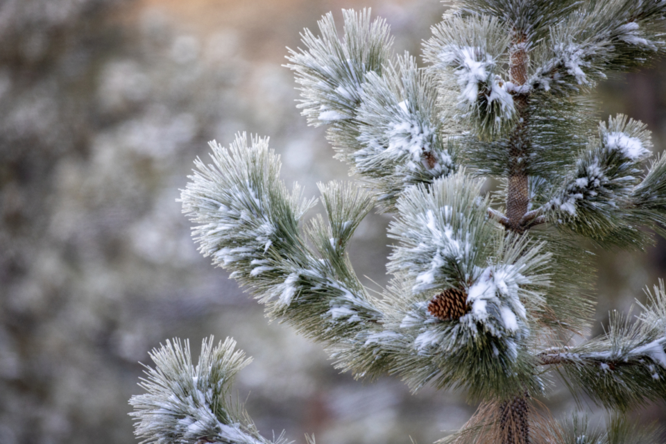 Snow Branch