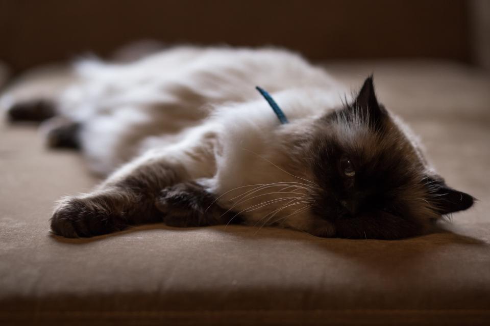 Couch Cat