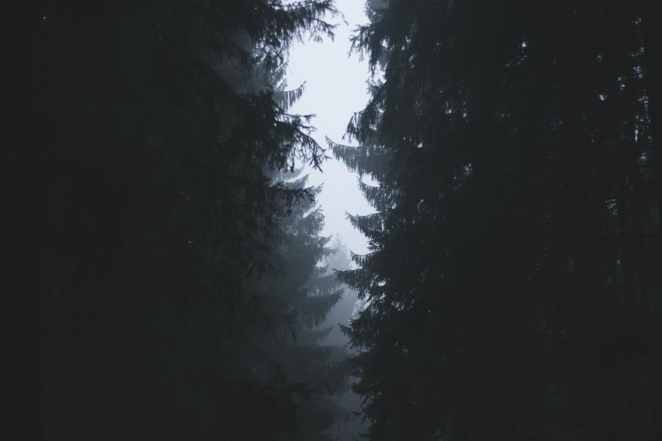 Trees Forest