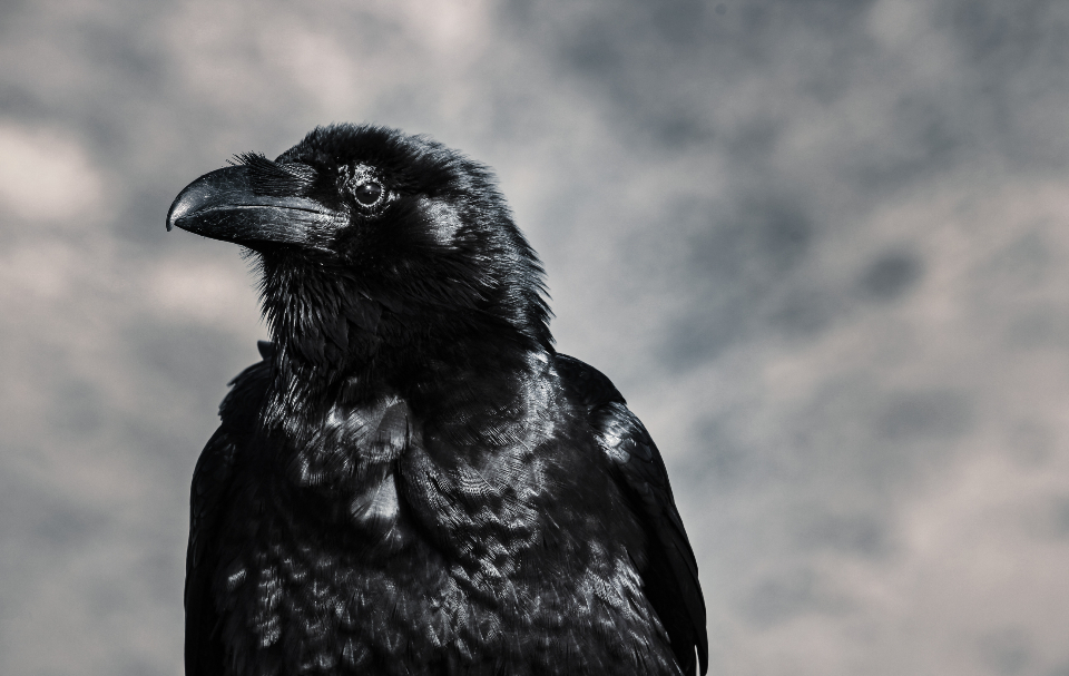 Raven Black