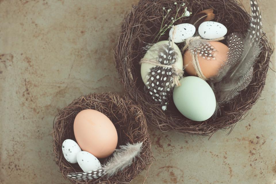 Egg Nest