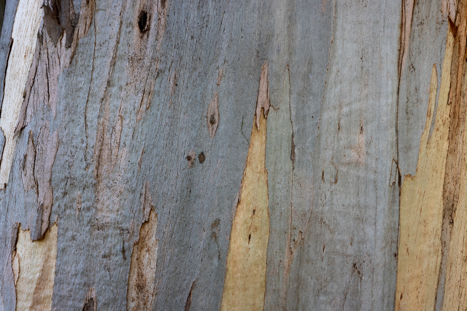 Bark Texture