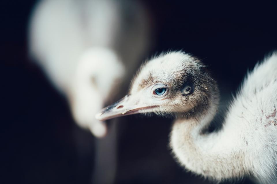 Bird Beak