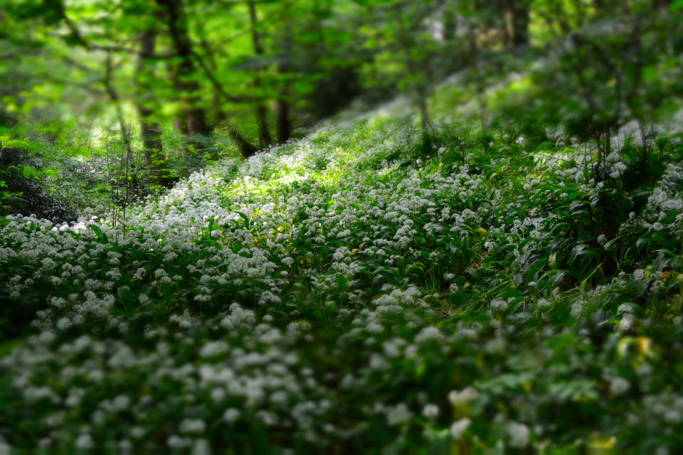 Flowers Nature