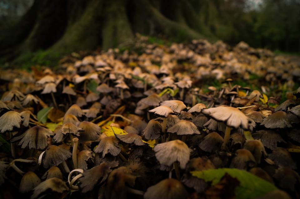 Mushrooms Fungi