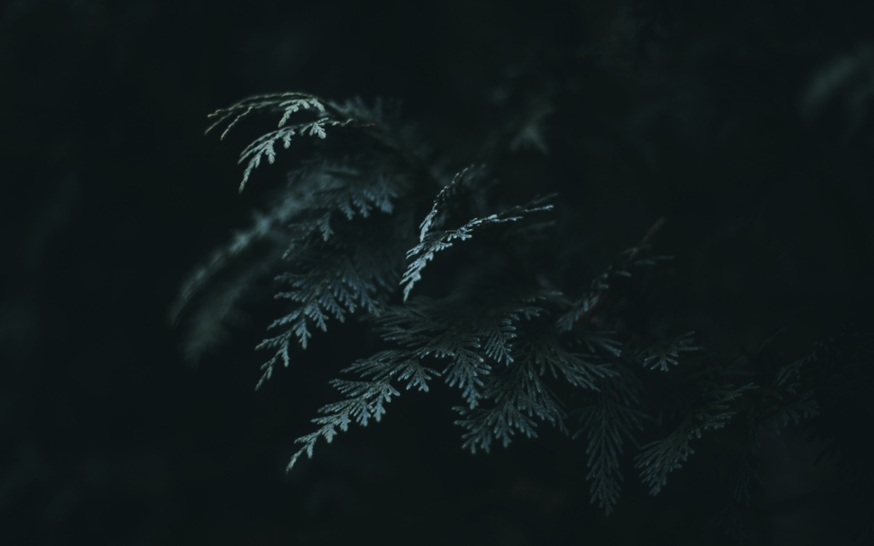 Fern Leaf