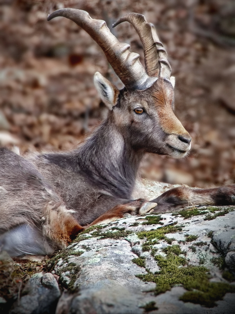 Horn Animal