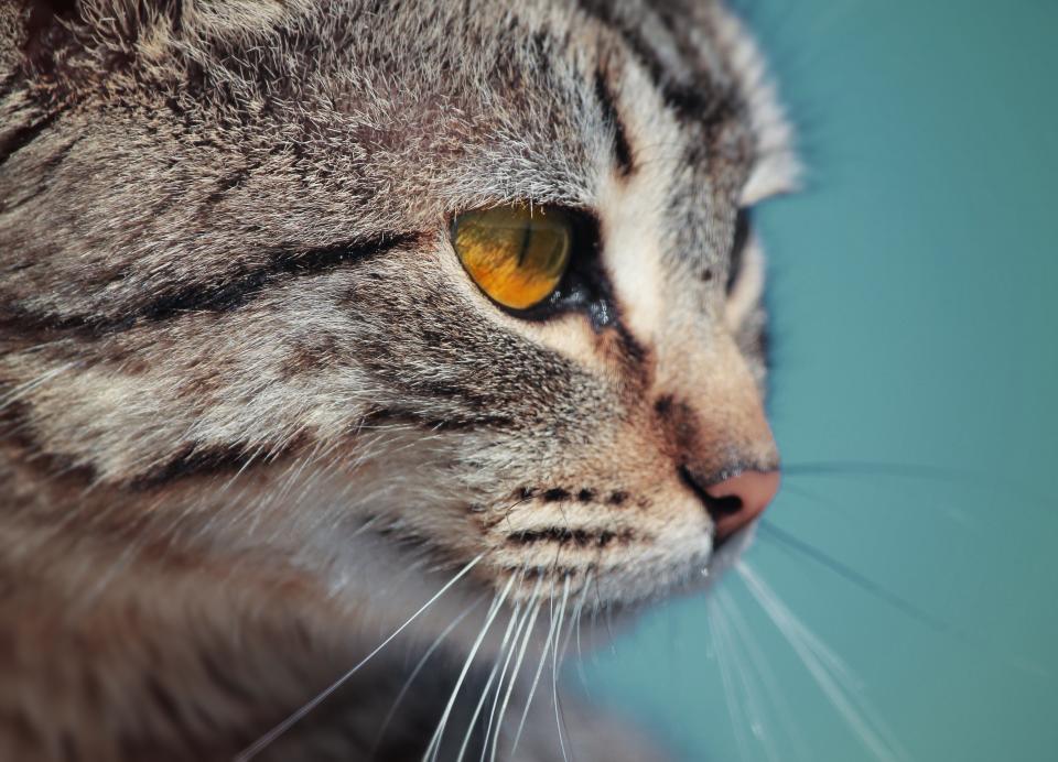 Animals Cat