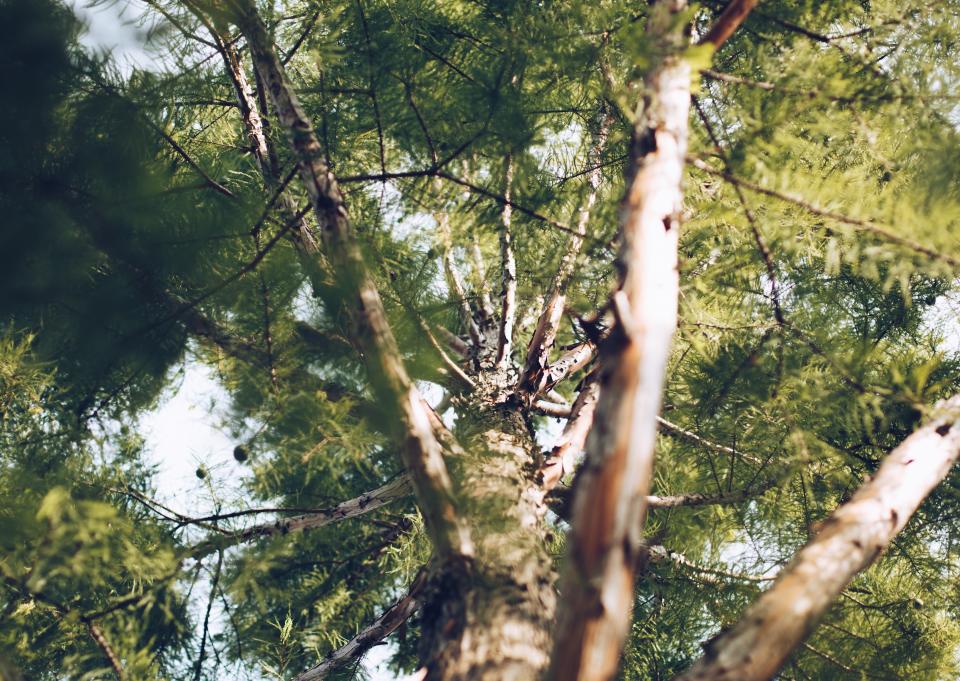 Tree Leaves