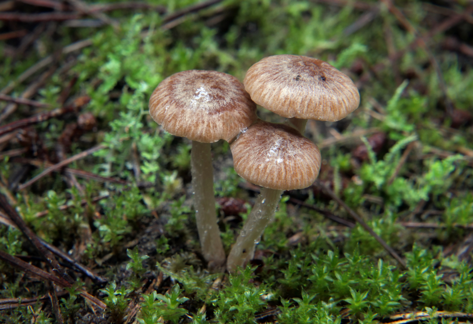 Mushroom Fungus