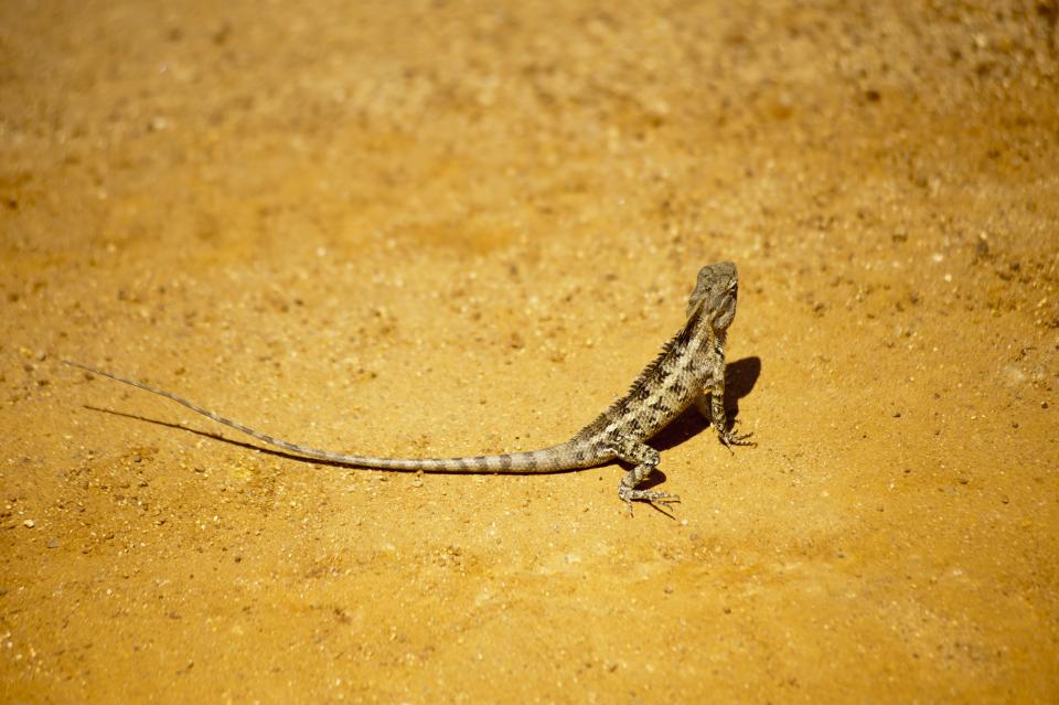 Wildlife Nature
