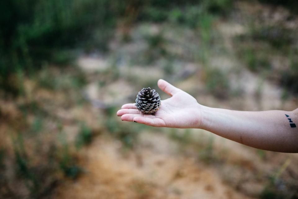 Pine Cone