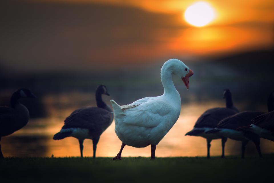Duck Animal