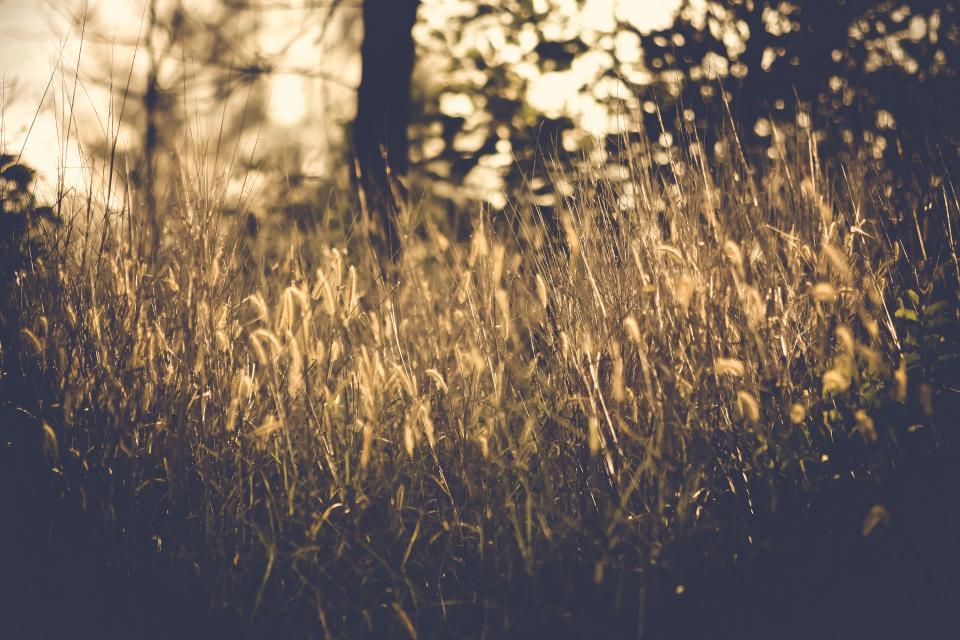Grass Blur