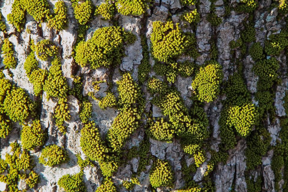 Trees Aerial