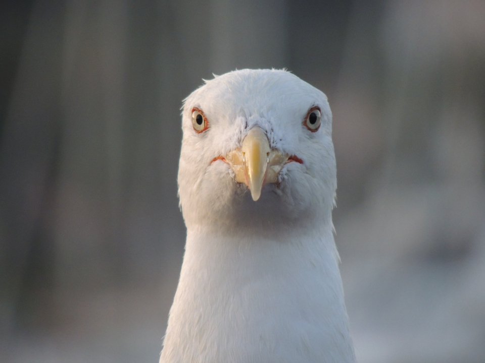 Facing Seagull