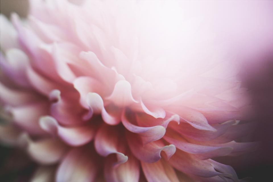 Flowers Nature