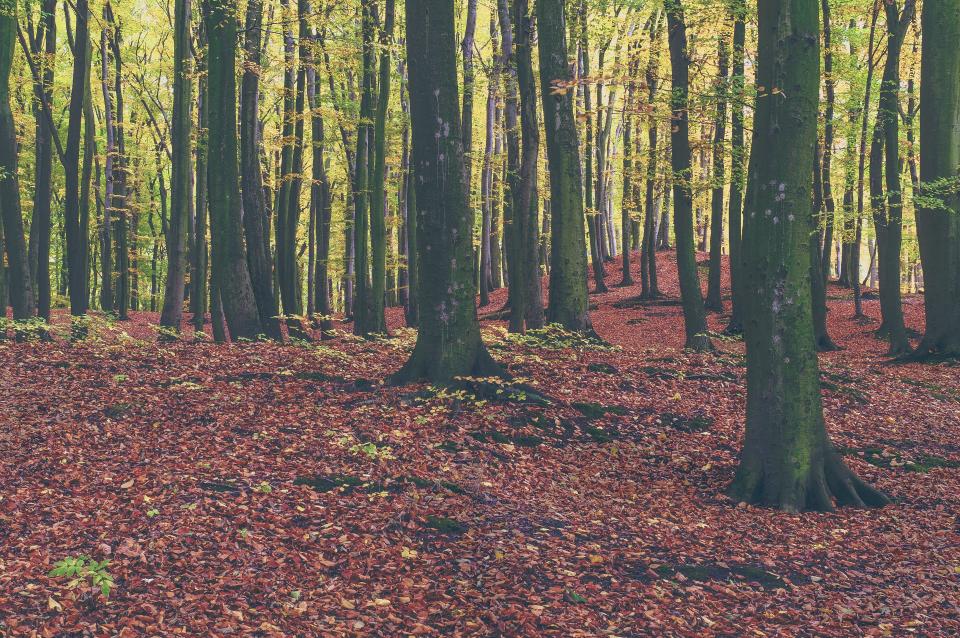 Trees Forest