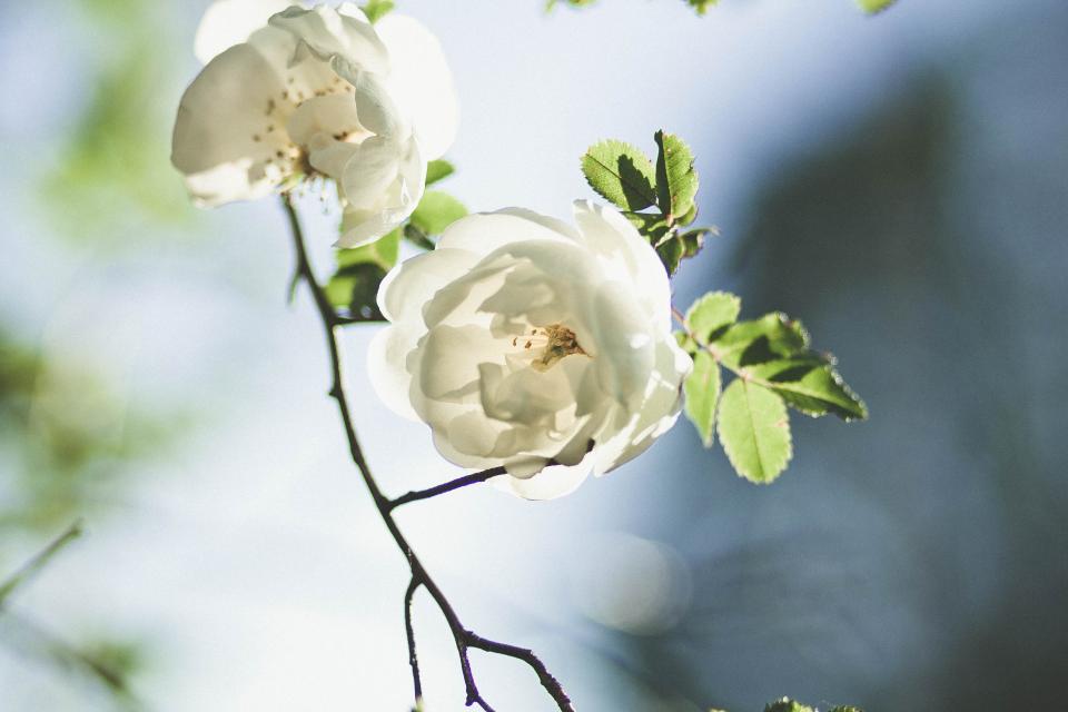 Flowers Nature