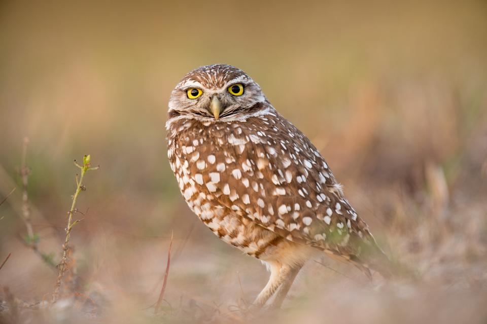 Bird Beak