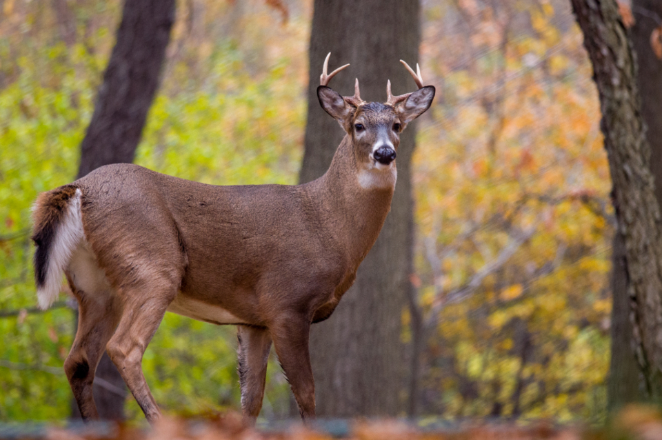 Deer Animal