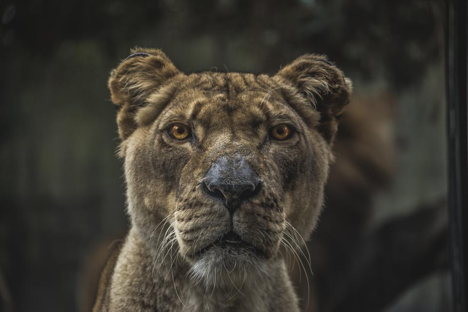 Animals Feline