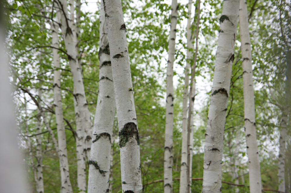 Birch Tree