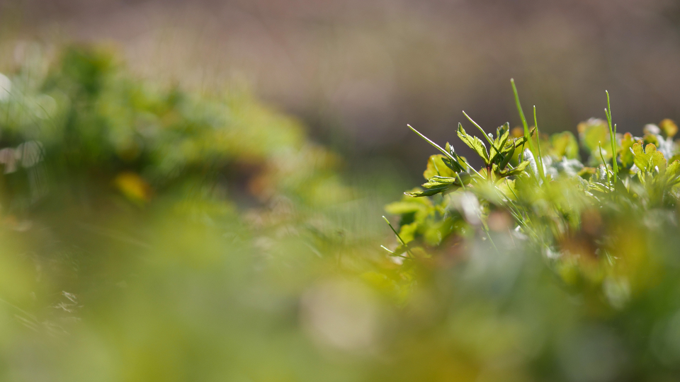 Green Nature
