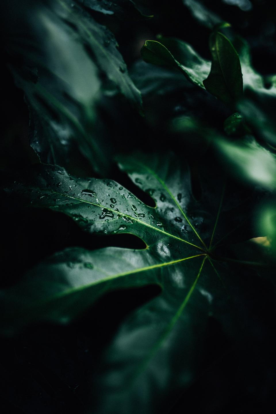 Dark Green