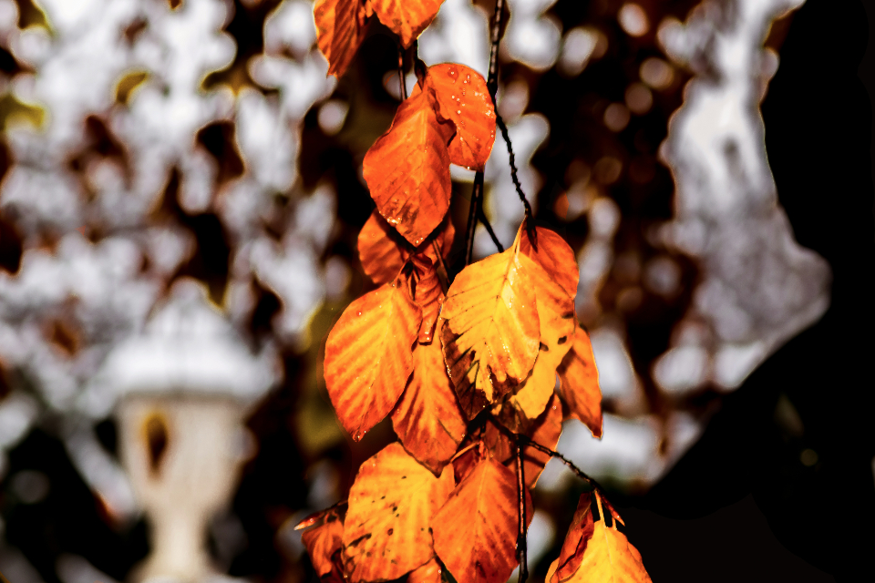 Leaves Autumn