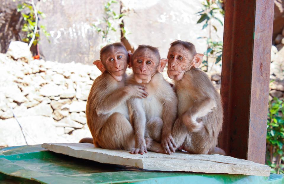 Monkey Animal