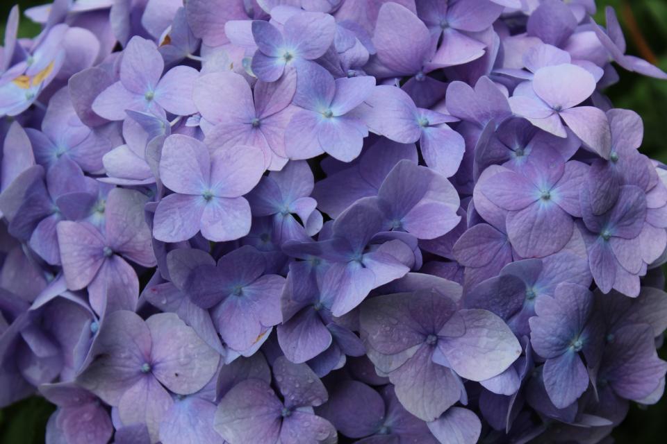 Purple Flowers