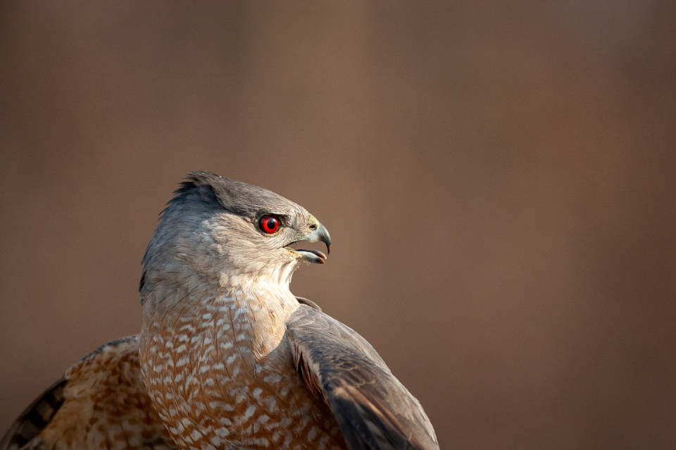 Hawk Nature