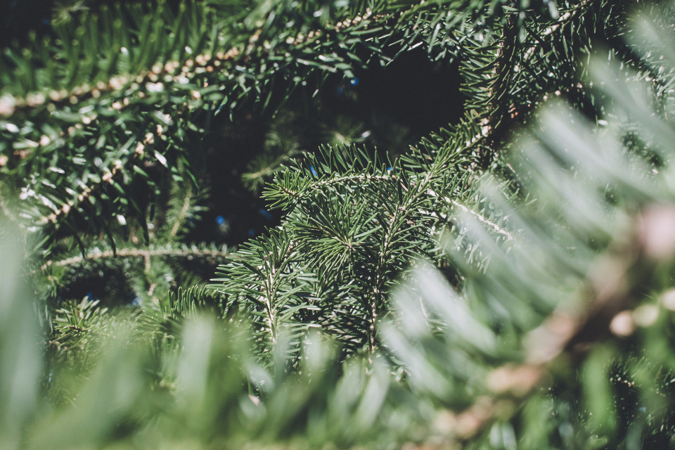 Green Pine