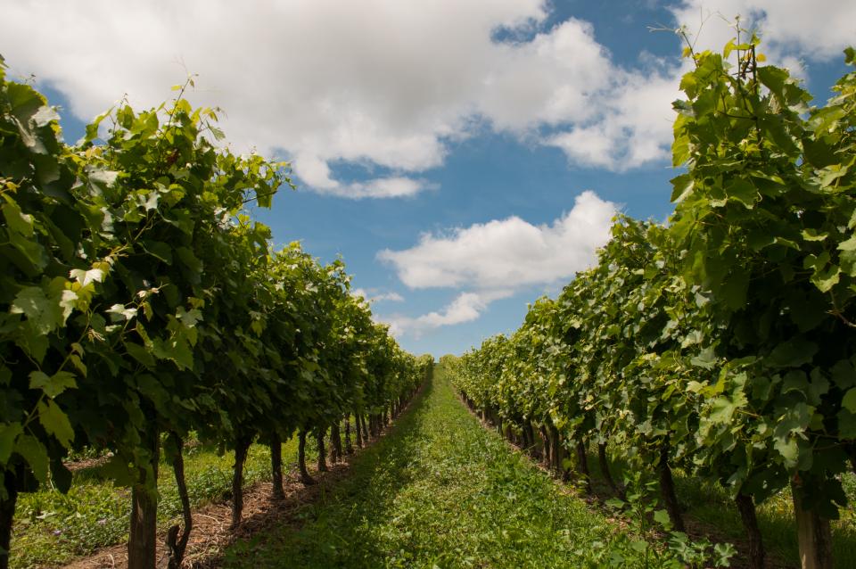 Grapevines Grapes